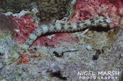 Corythoichthys conspicillatus