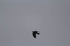 Corvus corax principalis