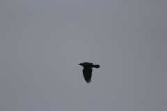 Corvus corax principalis