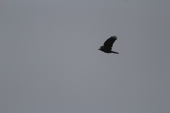 Corvus corax principalis