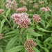 Hemp Agrimony - Photo no rights reserved, uploaded by Hayley