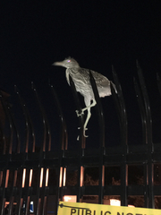 Nycticorax nycticorax