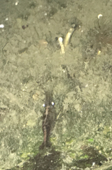 Palaemon macrodactylus