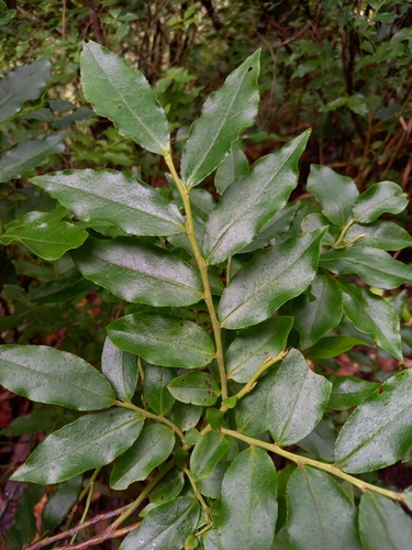 Image of Vaccinium padifolium by (c) Milan Chytrý, some rights reserved (CC BY)