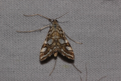 Elophila ekthlipsis