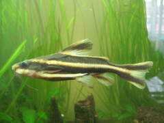 Southern Striped Raphael photo 3