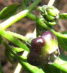 Physalis solanacea, photograph Jim, CC0, iNaturalist via GBIF
