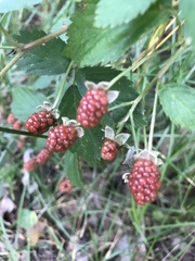Rubus