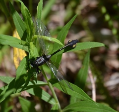 Gomphurus ventricosus
