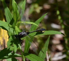 Gomphurus ventricosus