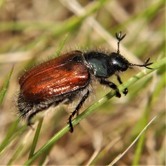 Phyllopertha horticola