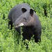 Mountain Tapir - Photo (c) Robert Gowan, some rights reserved (CC BY-NC), uploaded by Robert Gowan