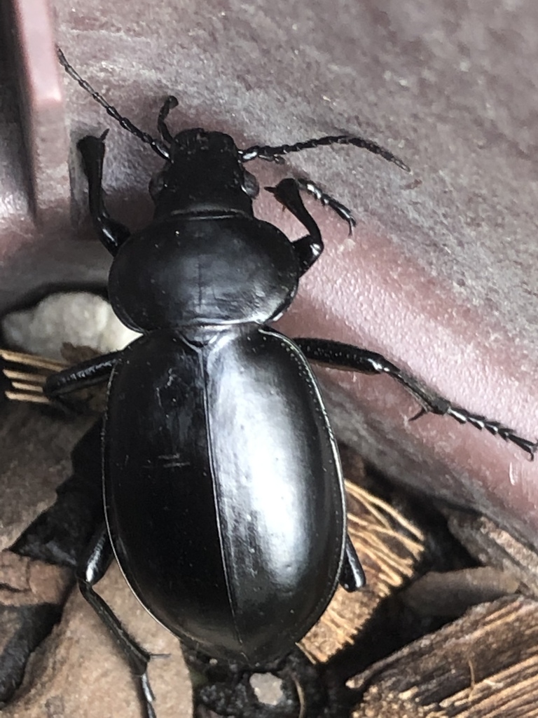 Calosoma laeve