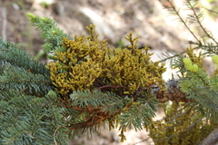 Arceuthobium campylopodum