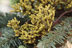 Arceuthobium campylopodum