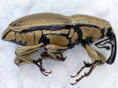 Sphenophorus aequalis