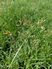 Cyperus haspan