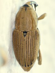 Sphenophorus aequalis