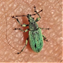 Phyllobius maculicornis