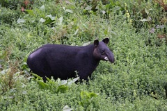 Tapirus pinchaque