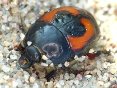 Spilodiscus arcuatus