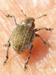 Philopedon plagiatum