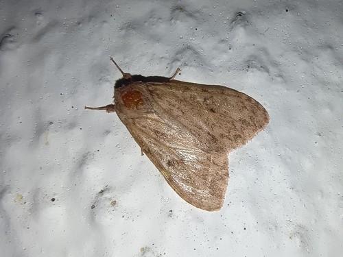 Lymantria barlowi
