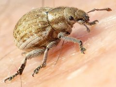 Philopedon plagiatum