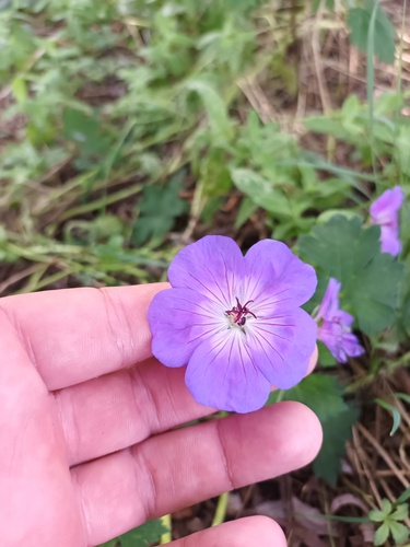 Geranium wallichianum