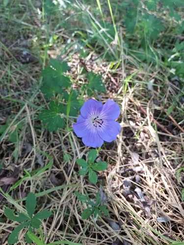 Geranium wallichianum