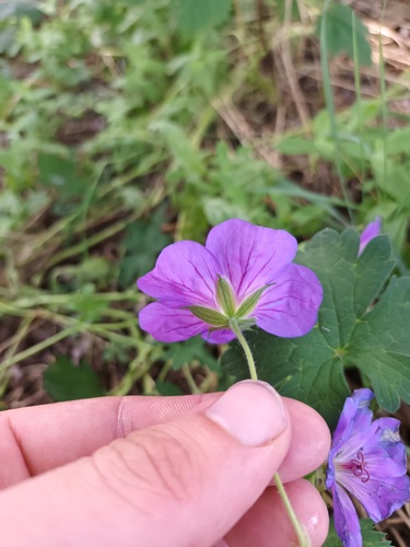 Geranium wallichianum