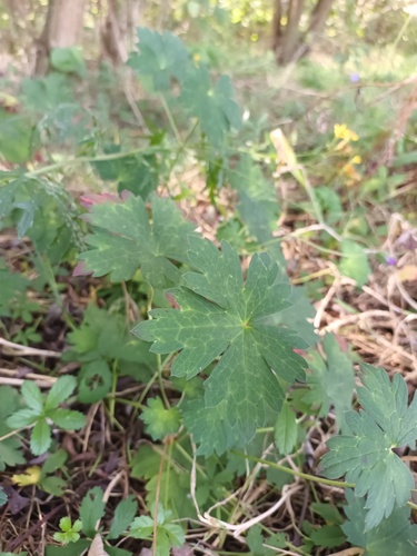 Geranium wallichianum