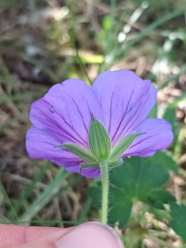 Geranium wallichianum