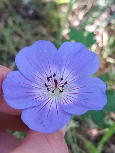 Geranium wallichianum