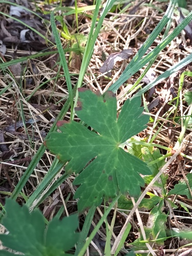 Geranium wallichianum