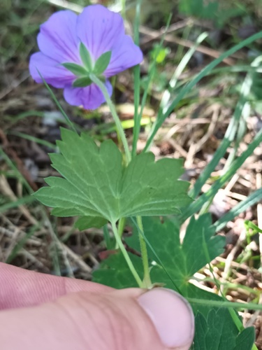 Geranium wallichianum