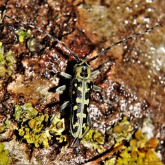 Saperda scalaris