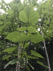 Paulownia tomentosa