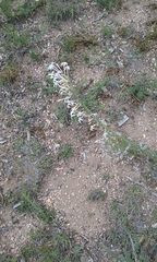 Ipomopsis aggregata candida