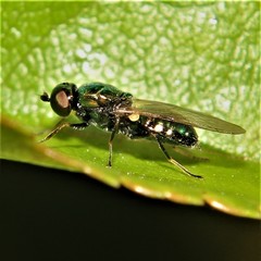 Microchrysa polita