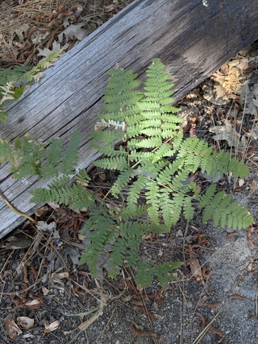 iNaturalist observation photo of common bracken