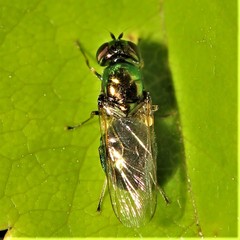 Microchrysa polita