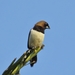 Javan Munia - Photo (c) Bruno Durand, some rights reserved (CC BY-NC), uploaded by Bruno Durand