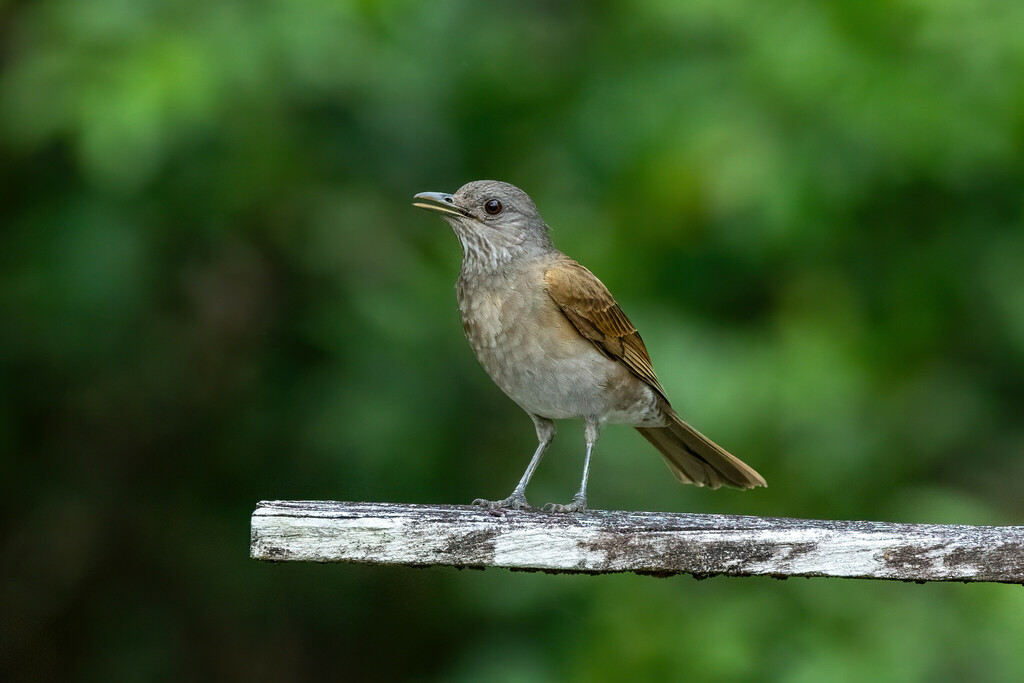 Pale-breasted Thrush