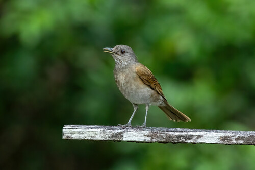 Pale-breasted Thrush