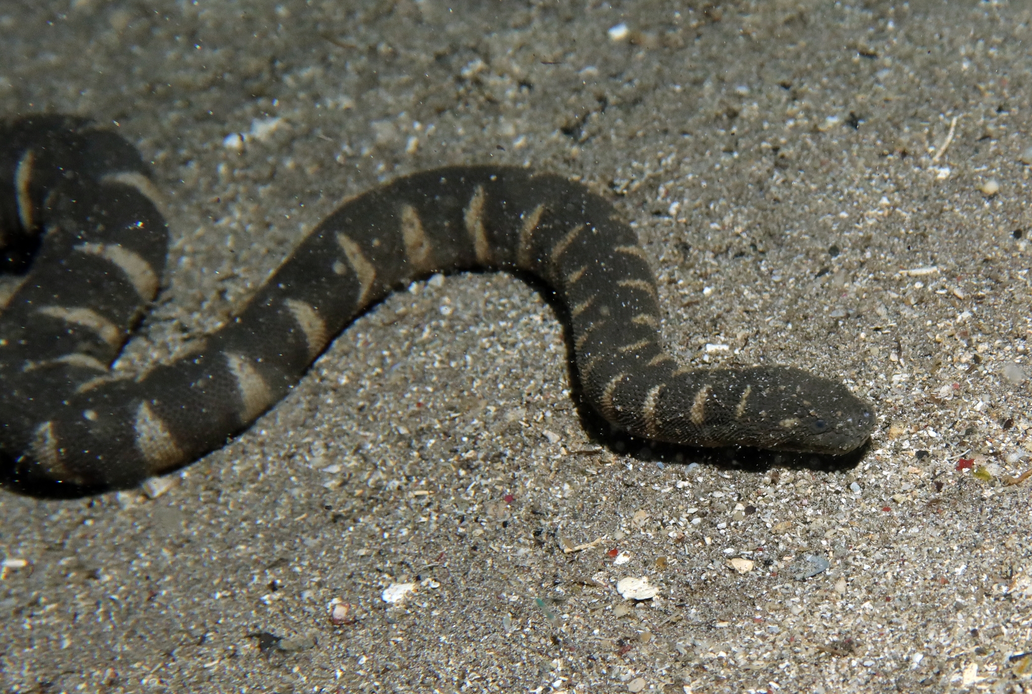 Acrochordus granulatus (Schneider, 1799)