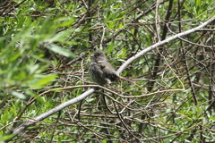 Passerella iliaca stephensi