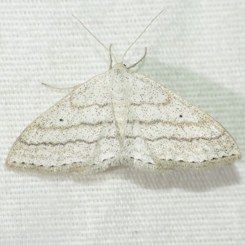 Scopula ancellata (Hulst, 1887)