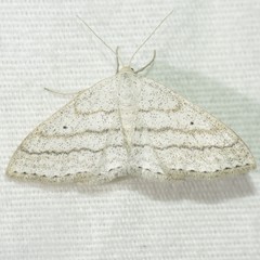 Scopula ancellata