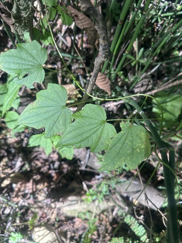 Image of Dioscorea nipponica by (c) Tatyana Petrenko, some rights reserved (CC BY)